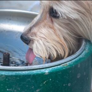 dog drinking water at the dog park in gonzales