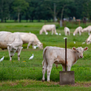cows in prairieville louisiana